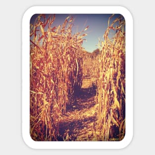 Lost In the Corn Maze Sticker